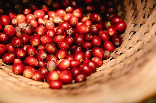 Tracing Roots: The Historical Significance of Coffee.