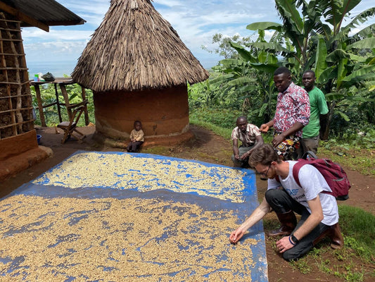 man inspecting coffee seeds